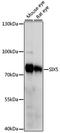 SIX Homeobox 5 antibody, A15960, ABclonal Technology, Western Blot image 