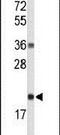 Ribonuclease H2 subunit C antibody, PA5-26311, Invitrogen Antibodies, Western Blot image 