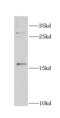 CCAAT Enhancer Binding Protein Gamma antibody, FNab01581, FineTest, Western Blot image 