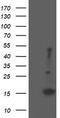 Eukaryotic Translation Initiation Factor 5A2 antibody, TA505147BM, Origene, Western Blot image 
