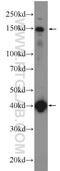 Microtubule Associated Scaffold Protein 2 antibody, 24921-1-AP, Proteintech Group, Western Blot image 