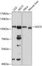 GGCX antibody, 18-249, ProSci, Western Blot image 