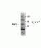 Retinoid X Receptor Beta antibody, P21939, Invitrogen Antibodies, Western Blot image 