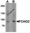 FCH Domain Only 2 antibody, 6871, ProSci, Western Blot image 