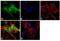 Mitogen-Activated Protein Kinase 8 Interacting Protein 1 antibody, 34-5200, Invitrogen Antibodies, Immunofluorescence image 
