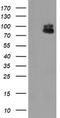 Zinc Finger BED-Type Containing 1 antibody, LS-C337800, Lifespan Biosciences, Western Blot image 