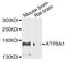 ATPIA antibody, MBS128907, MyBioSource, Western Blot image 