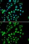 STAM Binding Protein antibody, GTX33524, GeneTex, Immunofluorescence image 