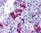 PACAP Receptor Type 1 antibody, NLS946, Novus Biologicals, Immunohistochemistry frozen image 