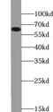 DDB1 And CUL4 Associated Factor 10 antibody, FNab09489, FineTest, Western Blot image 