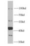 Cysteine desulfurase, mitochondrial antibody, FNab05713, FineTest, Western Blot image 