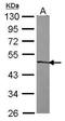 Zinc Finger Protein 239 antibody, PA5-31235, Invitrogen Antibodies, Western Blot image 