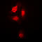 p38 antibody, LS-C353963, Lifespan Biosciences, Immunofluorescence image 
