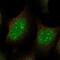 JAZF Zinc Finger 1 antibody, PA5-66886, Invitrogen Antibodies, Immunofluorescence image 