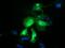 Protein Tyrosine Phosphatase Receptor Type E antibody, GTX83761, GeneTex, Immunofluorescence image 