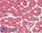 Hepcidin Antimicrobial Peptide antibody, LS-B13201, Lifespan Biosciences, Immunohistochemistry paraffin image 