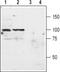 Metabotropic glutamate receptor 3 antibody, PA5-77420, Invitrogen Antibodies, Western Blot image 