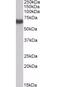 EH Domain Containing 2 antibody, orb18895, Biorbyt, Western Blot image 