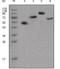 Human IgG (Fc) antibody, LS-C171451, Lifespan Biosciences, Western Blot image 