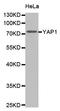 Yes Associated Protein 1 antibody, orb154318, Biorbyt, Western Blot image 