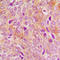 DNA Polymerase Gamma 2, Accessory Subunit antibody, LS-C358240, Lifespan Biosciences, Immunohistochemistry paraffin image 