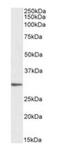 Prostaglandin E Synthase 2 antibody, orb377872, Biorbyt, Western Blot image 