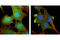 Akt antibody, 4691S, Cell Signaling Technology, Immunocytochemistry image 