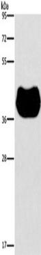 Histamine H2 receptor antibody, TA351264, Origene, Western Blot image 