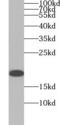 Interleukin 2 antibody, FNab04247, FineTest, Western Blot image 