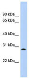 Potassium Channel Tetramerization Domain Containing 17 antibody, TA338712, Origene, Western Blot image 
