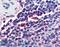 ATRN antibody, LS-A8316, Lifespan Biosciences, Immunohistochemistry frozen image 