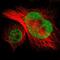 Nuclear Speckle Splicing Regulatory Protein 1 antibody, PA5-53330, Invitrogen Antibodies, Immunofluorescence image 
