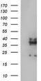 Synaptophysin antibody, TA506530, Origene, Western Blot image 