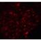 Solute Carrier Family 30 Member 8 antibody, LS-C669023, Lifespan Biosciences, Immunofluorescence image 