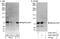 Rac GTPase-activating protein 1 antibody, A302-797A, Bethyl Labs, Western Blot image 