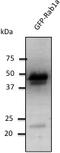 RAB1A, Member RAS Oncogene Family antibody, AB7818-200, Origene, Western Blot image 