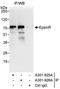 CLINT1 antibody, A301-925A, Bethyl Labs, Immunoprecipitation image 