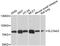 Solute Carrier Family 34 Member 2 antibody, A9460, ABclonal Technology, Western Blot image 