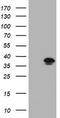 Kinesin Family Member 25 antibody, CF505424, Origene, Western Blot image 