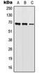 COP9 Signalosome Subunit 3 antibody, orb214801, Biorbyt, Western Blot image 