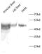 Eukaryotic Translation Elongation Factor 1 Alpha 2 antibody, FNab10409, FineTest, Western Blot image 