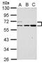Rap Guanine Nucleotide Exchange Factor Like 1 antibody, PA5-30987, Invitrogen Antibodies, Western Blot image 