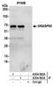 Golgi reassembly-stacking protein 1 antibody, A304-562A, Bethyl Labs, Immunoprecipitation image 