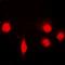 SH2B Adaptor Protein 1 antibody, orb340942, Biorbyt, Immunofluorescence image 