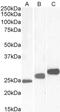 Interleukin 17D antibody, 43-691, ProSci, Western Blot image 