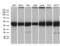 BCL2 Associated Athanogene 5 antibody, LS-C792523, Lifespan Biosciences, Western Blot image 
