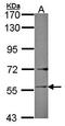 Ladinin 1 antibody, orb69696, Biorbyt, Western Blot image 