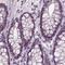 Basic Helix-Loop-Helix Family Member E22 antibody, PA5-64326, Invitrogen Antibodies, Immunohistochemistry paraffin image 