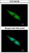 Mitogen-activated protein kinase 4 antibody, GTX104128, GeneTex, Immunocytochemistry image 