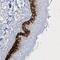 Coiled-Coil Domain Containing 24 antibody, NBP2-34179, Novus Biologicals, Immunohistochemistry frozen image 
